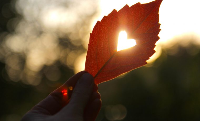 Autumn red leaf with cut heart in a hand