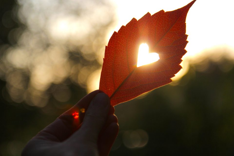 Autumn red leaf with cut heart in a hand