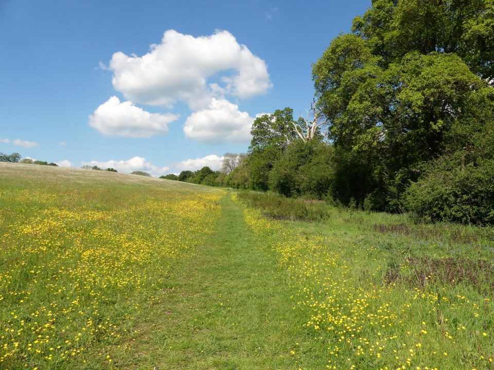 English Meadow