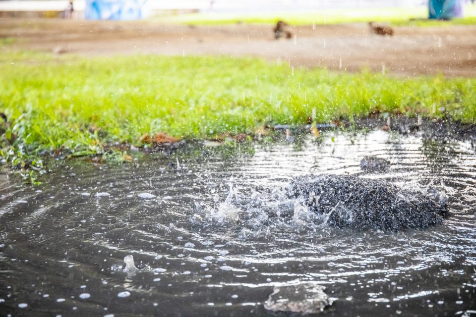 raindrops falling in a puddle