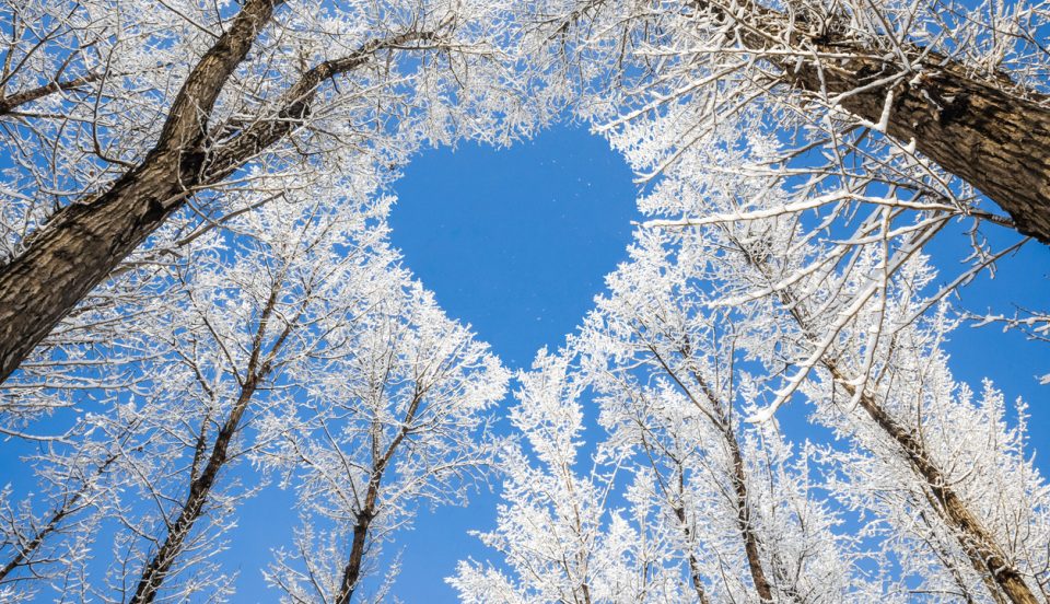 Winter landscape,branches form a heart-shaped pattern